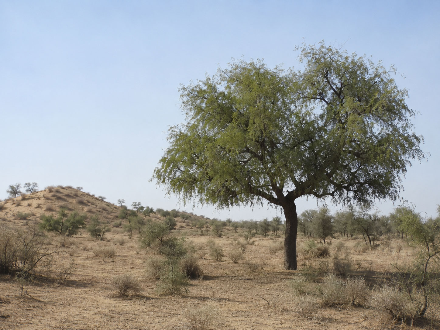 کهور - معرفی و راهنمای پرورش و نگهداری درختان زینتی